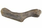Hadrosaur (Hypacrosaur) Humerus with Metal Stand - Montana #148785-1